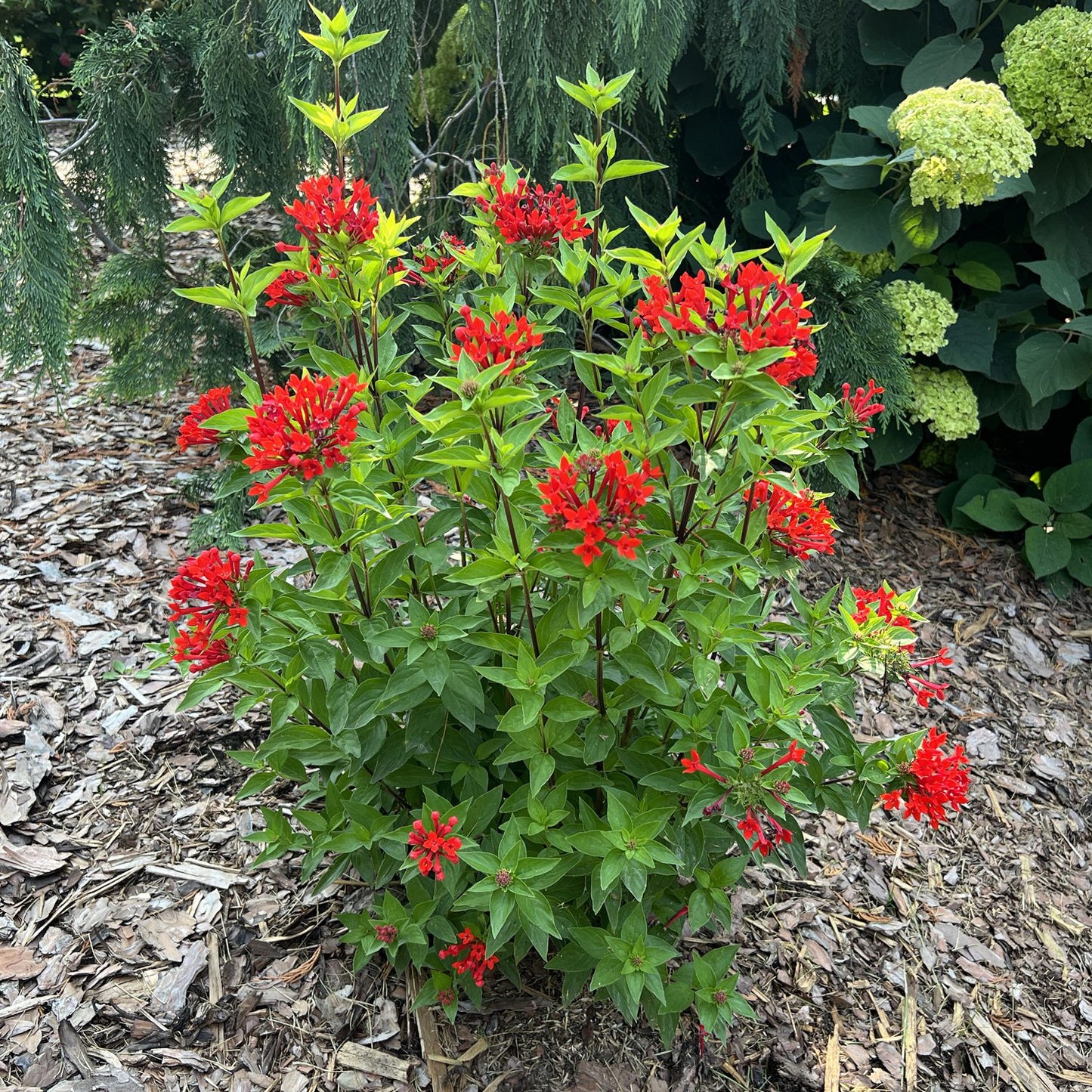 Estrellita® Scarlet Firecracker Bush (Bouvardia) - Photo Property of Garden Crossings LLC