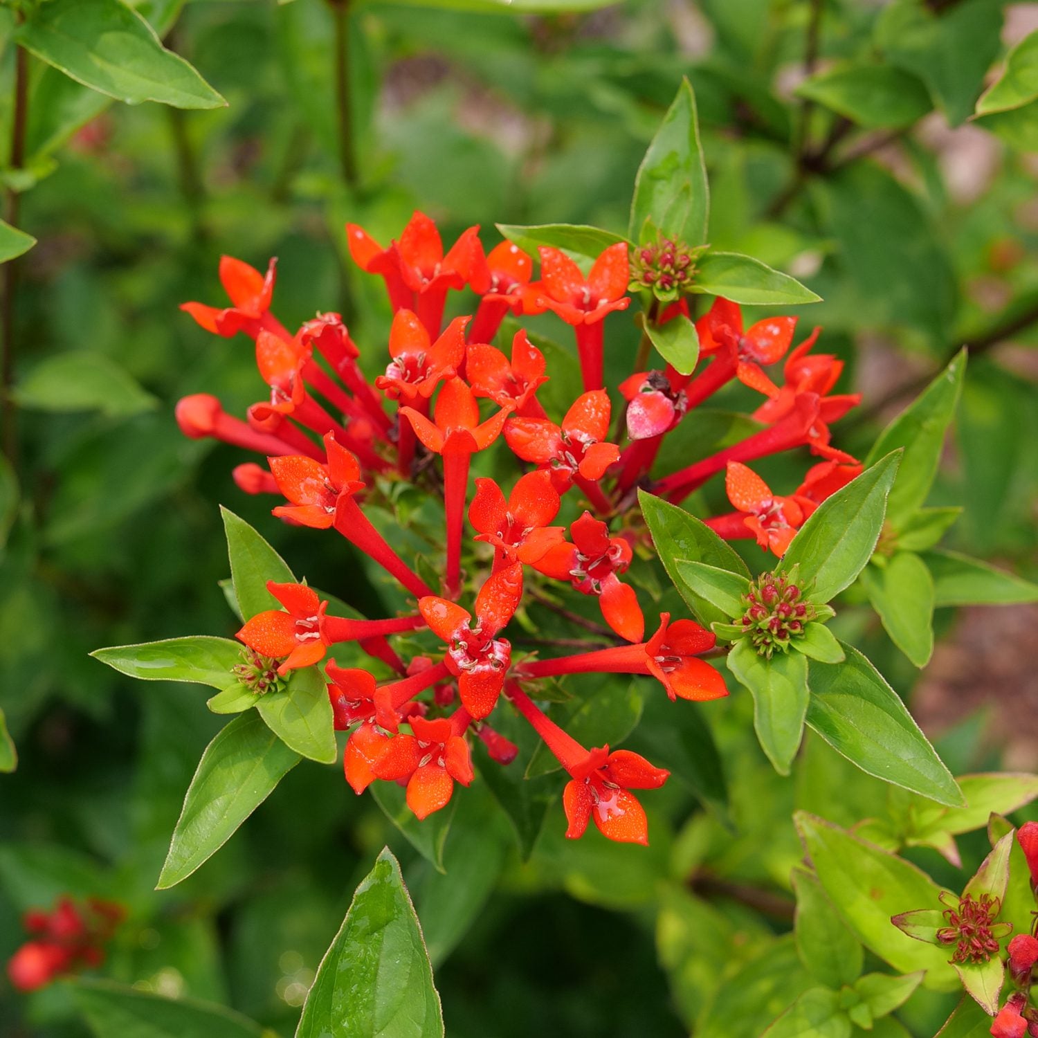 Estrellita® Scarlet Firecracker Bush (Bouvardia) - Photo Courtesy of Proven Winners, Inc.