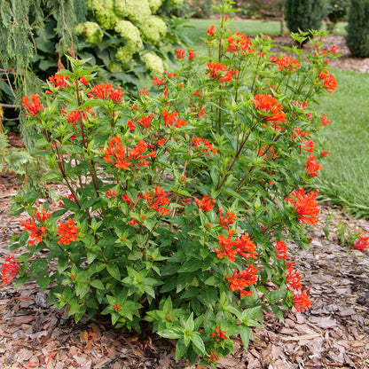 Estrellita® Scarlet Firecracker Bush (Bouvardia) - Photo Courtesy of Proven Winners, Inc.