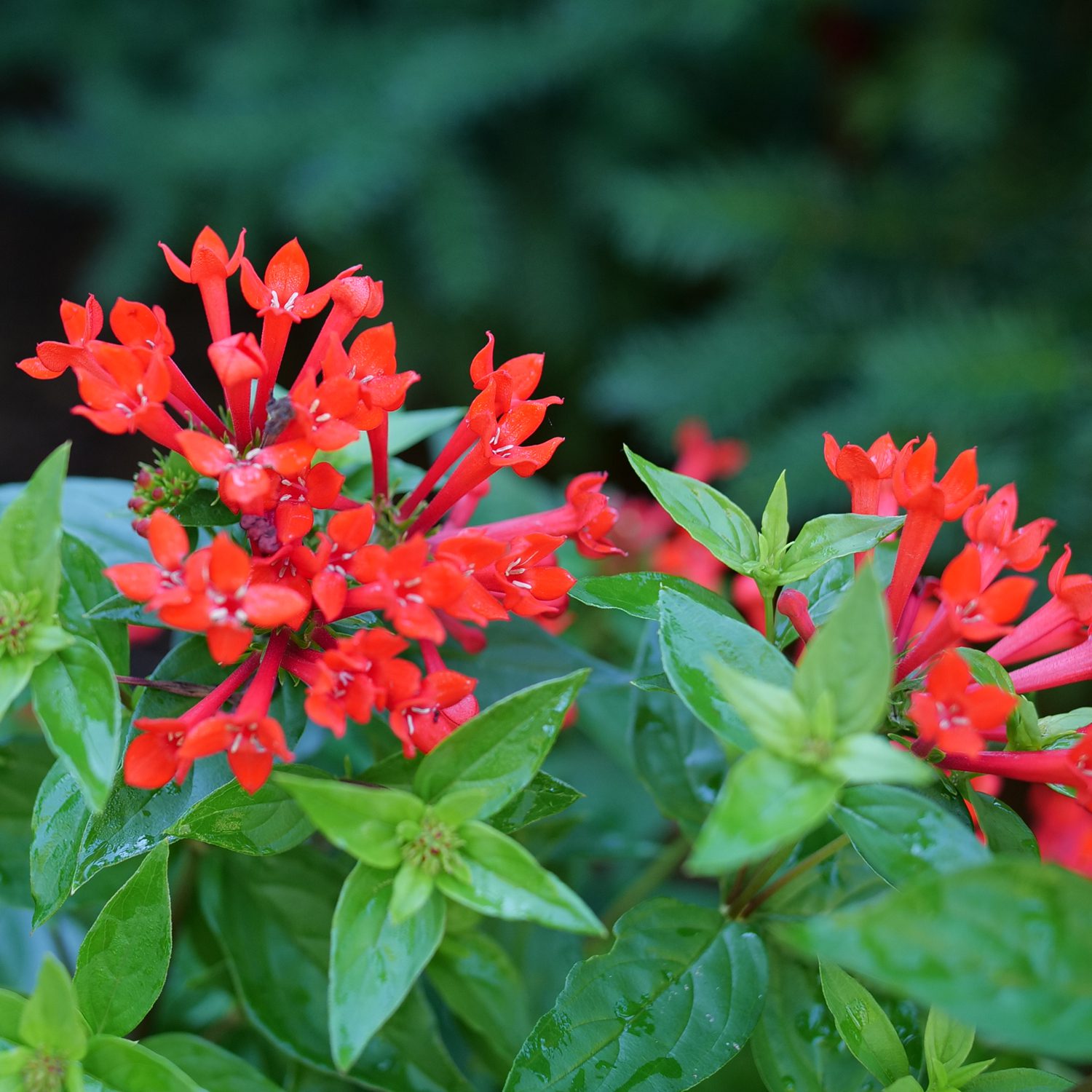 Estrellita® Scarlet Firecracker Bush (Bouvardia) - Photo Courtesy of Proven Winners, Inc.