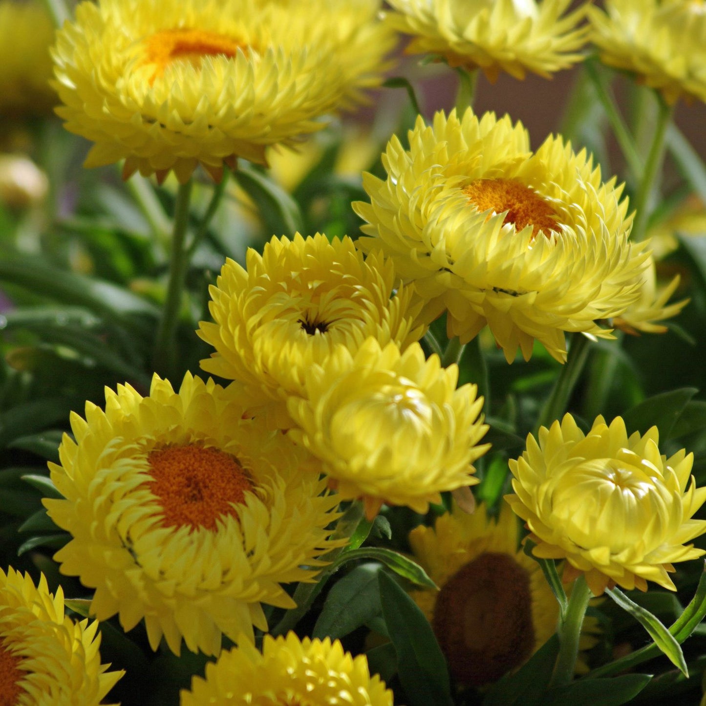 Dreamtime® Jumbo Yellow Strawflower (Bracteantha) features vibrant bright yellow blooms with orange centers and papery petals, clustered among green leaves for a cheerful, colorful display - Photo Courtesy of Ball Horticulture, Inc.