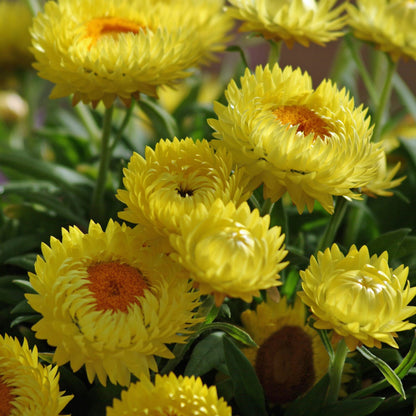 Dreamtime® Jumbo Yellow Strawflower (Bracteantha) features vibrant bright yellow blooms with orange centers and papery petals, clustered among green leaves for a cheerful, colorful display - Photo Courtesy of Ball Horticulture, Inc.