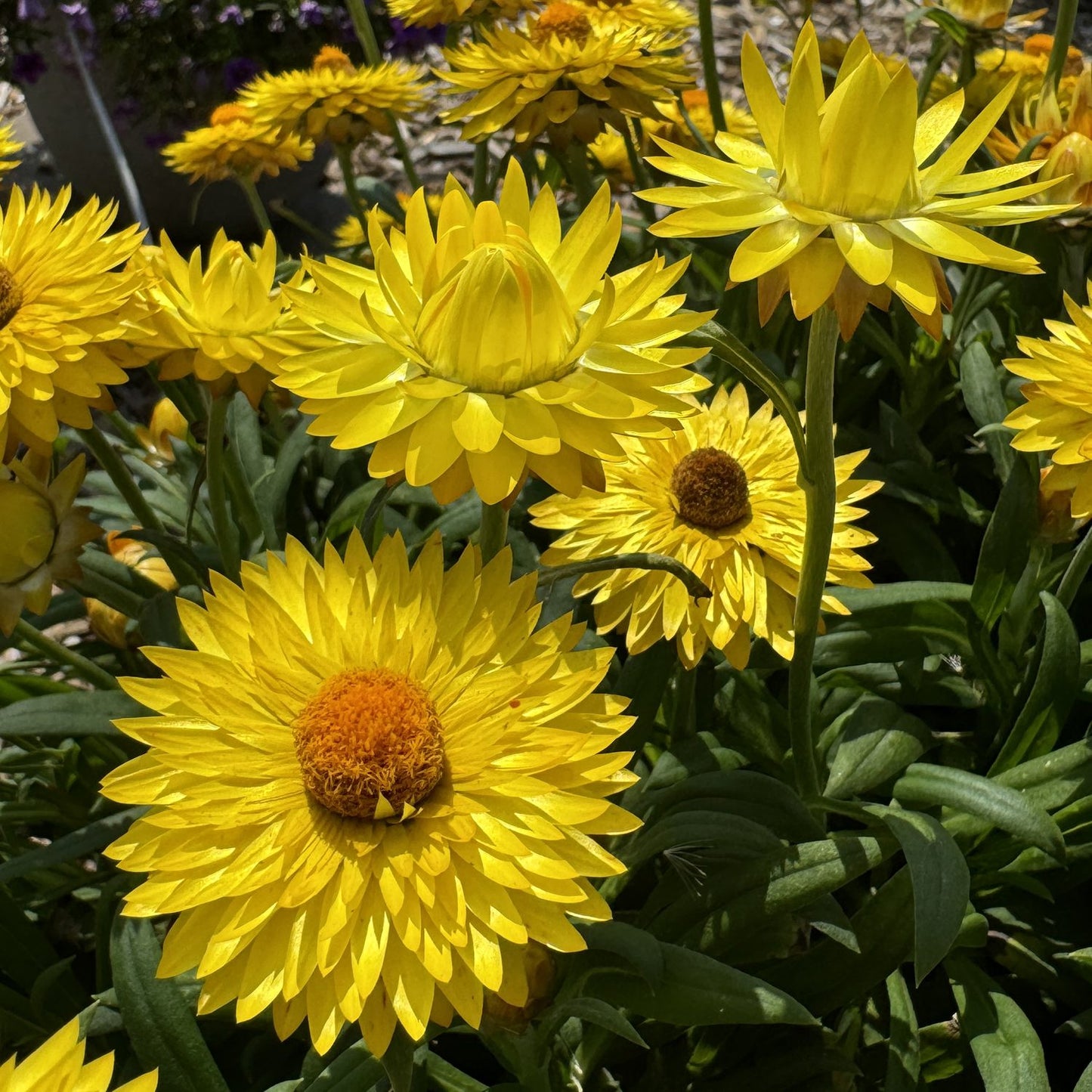 Dreamtime® Jumbo Yellow Strawflower (Bracteantha) features spiky yellow petals and orange centers blooming among green leaves, shining in the sunlight in any garden setting - Photo Property of Garden Crossings LLC.