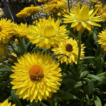 Dreamtime® Jumbo Yellow Strawflower (Bracteantha) features spiky yellow petals and orange centers blooming among green leaves, shining in the sunlight in any garden setting - Photo Property of Garden Crossings LLC.