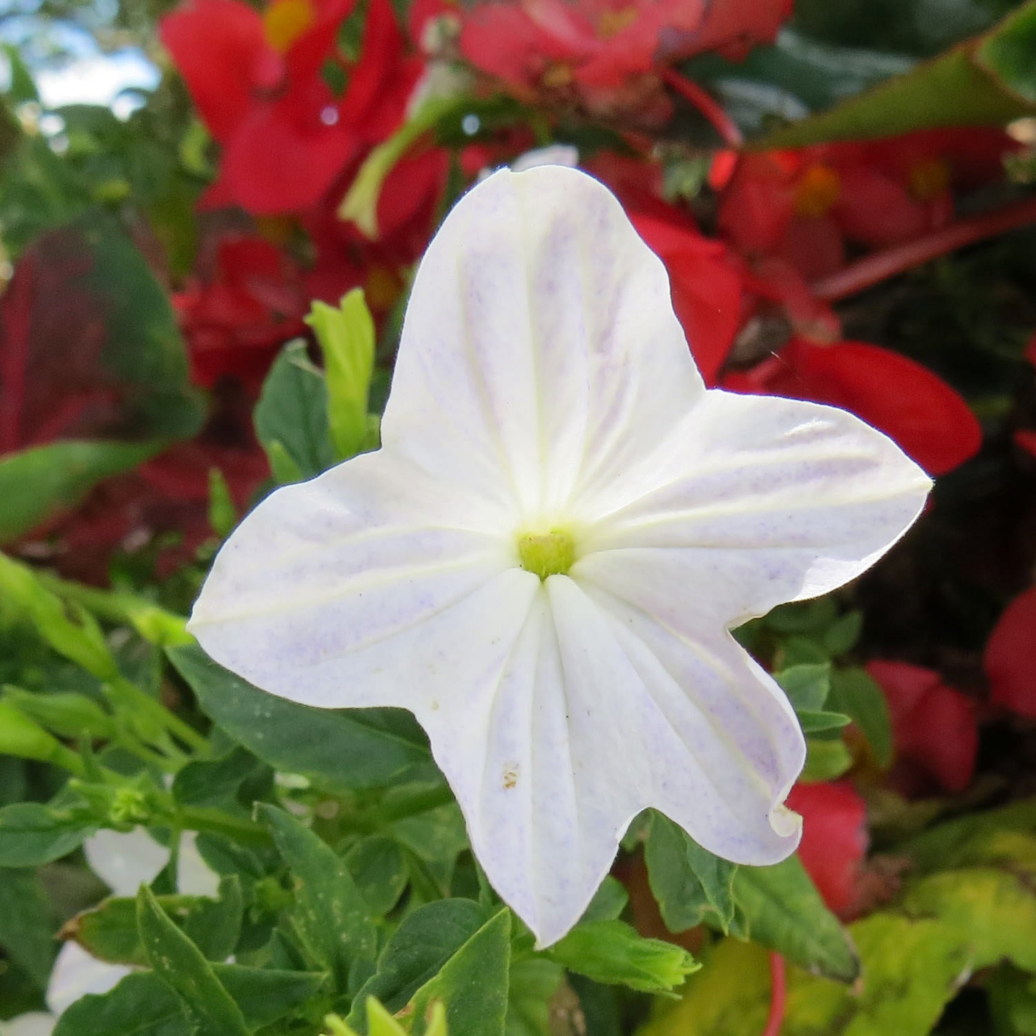 Endless™ Flirtation Bush Violet (Browallia) - Photo Property of Garden Crossings LLC