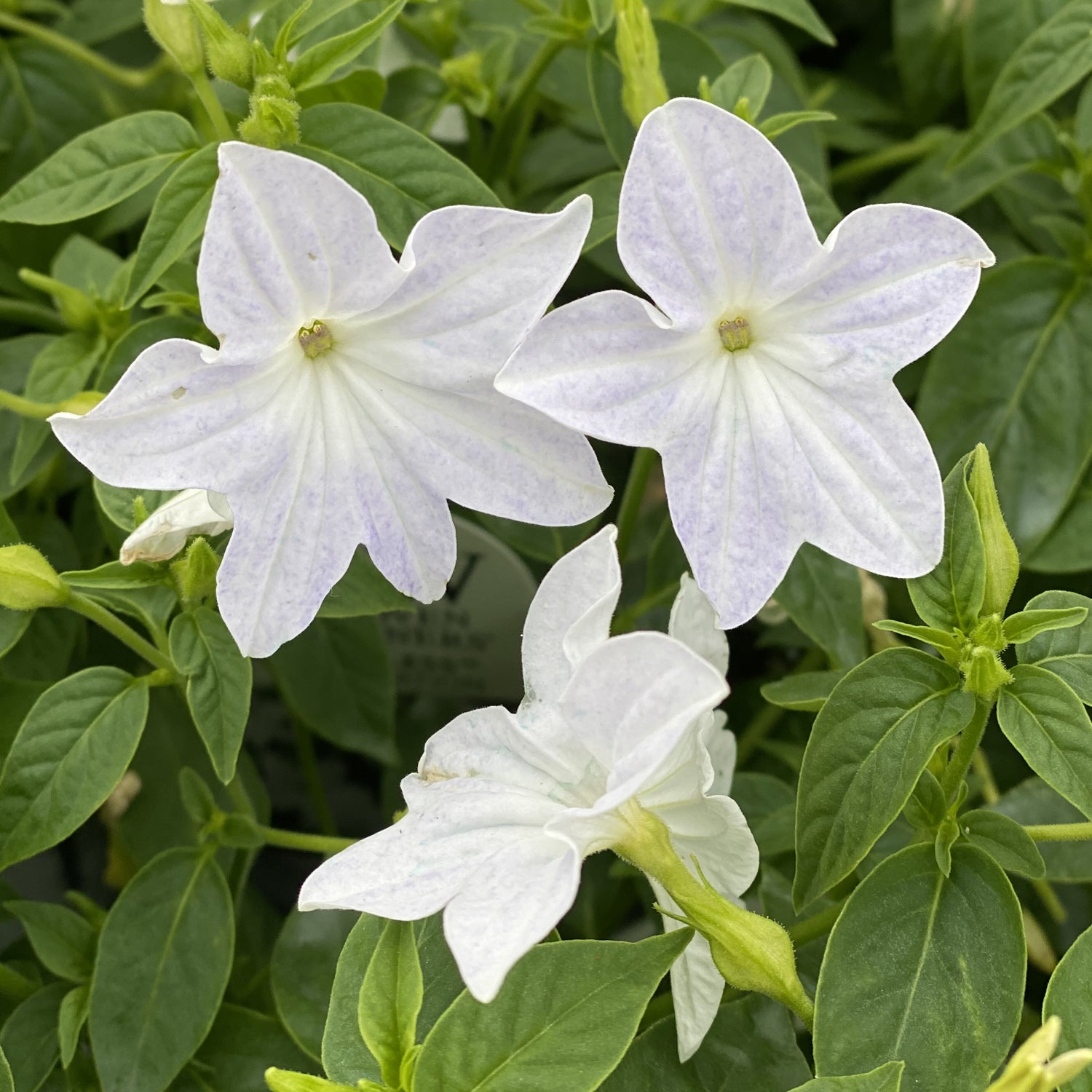 Endless™ Flirtation Bush Violet (Browallia) - Photo Property of Garden Crossings LLC