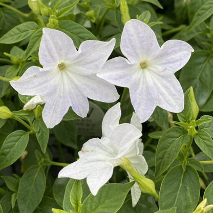 Endless™ Flirtation Bush Violet (Browallia) - Photo Property of Garden Crossings LLC