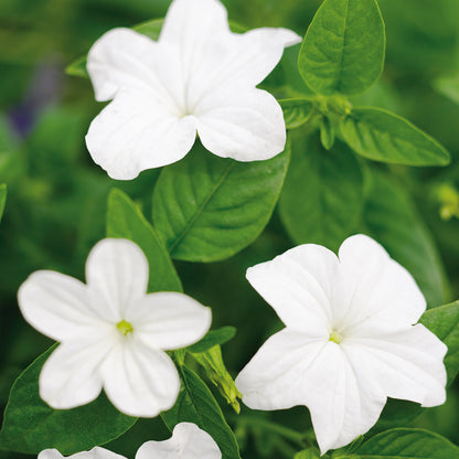 Endless™ Flirtation Bush Violet (Browallia) - Photo Courtesy of Proven Winners, Inc.