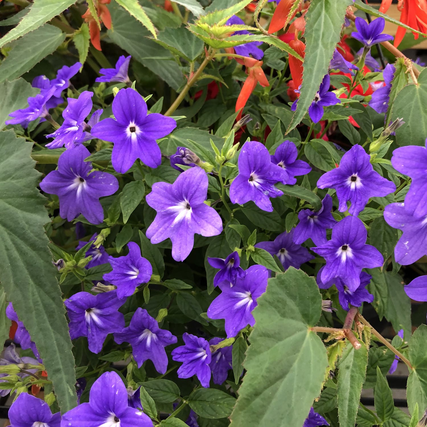 Close-up of vibrant Endless™ Illumination Bush Violet flowers with green leaves, accompanied by a few narrow red-orange blooms - Photo Property of Garden Crossings LLC