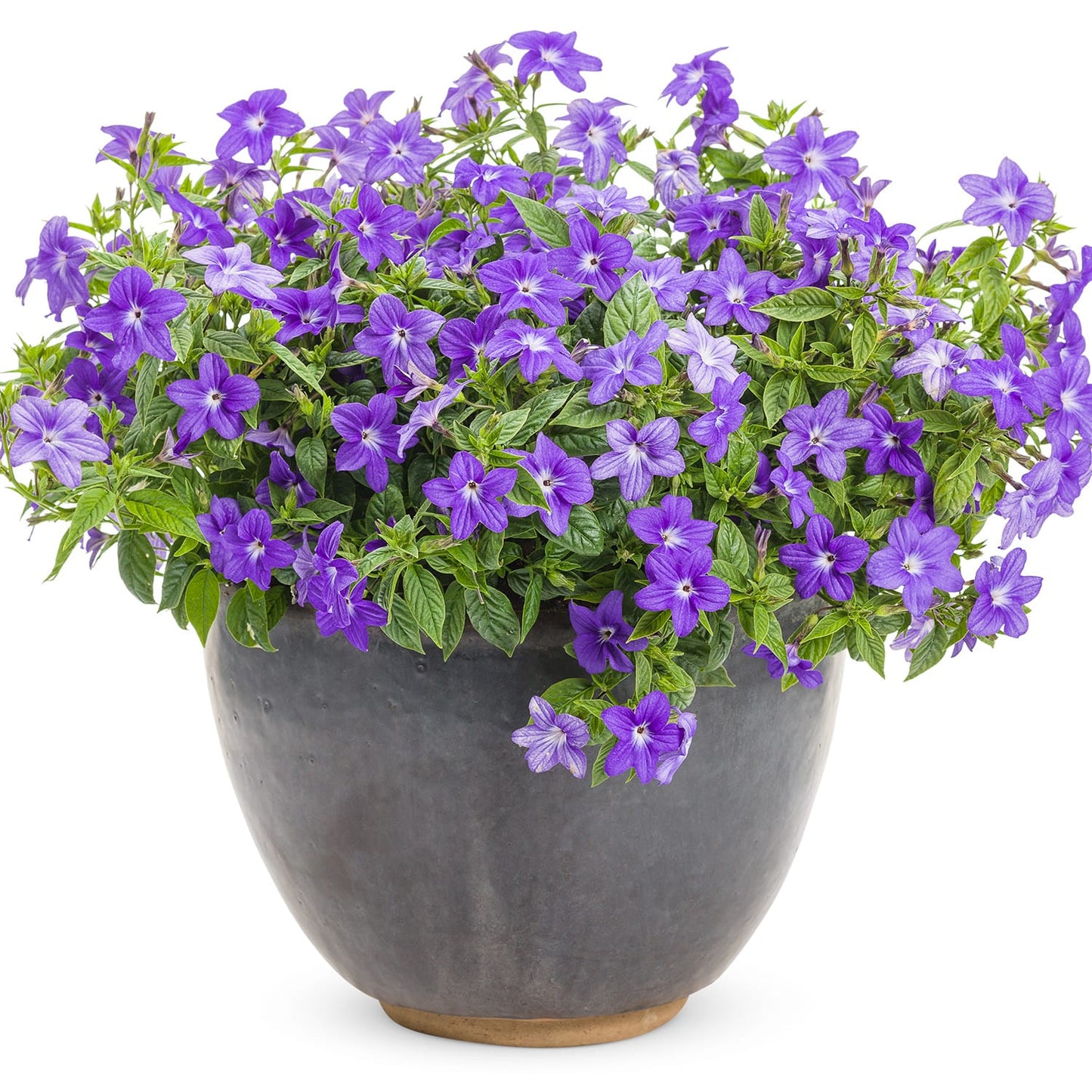 A gray ceramic pot filled with lush green foliage and abundant vibrant purple Endless™ Illumination Bush Violet (Browallia), a beautiful annual and Impatiens walleriana alternative, arranged densely and gently spilling over the sides - Photo Courtesy of Proven Winners, Inc. Decorative pot not included.