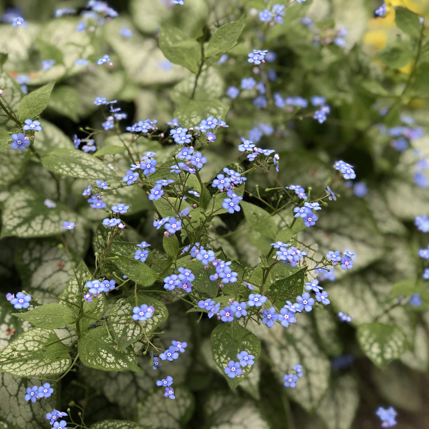 Close-up of small, bright blue flowers with yellow centers bloom above the silvery-white veined leaves of 'Jack Frost' Siberian Bugloss (Brunnera), a striking perennial and perfect shade groundcover for a vibrant garden - Photo Property of Garden Crossings LLC.