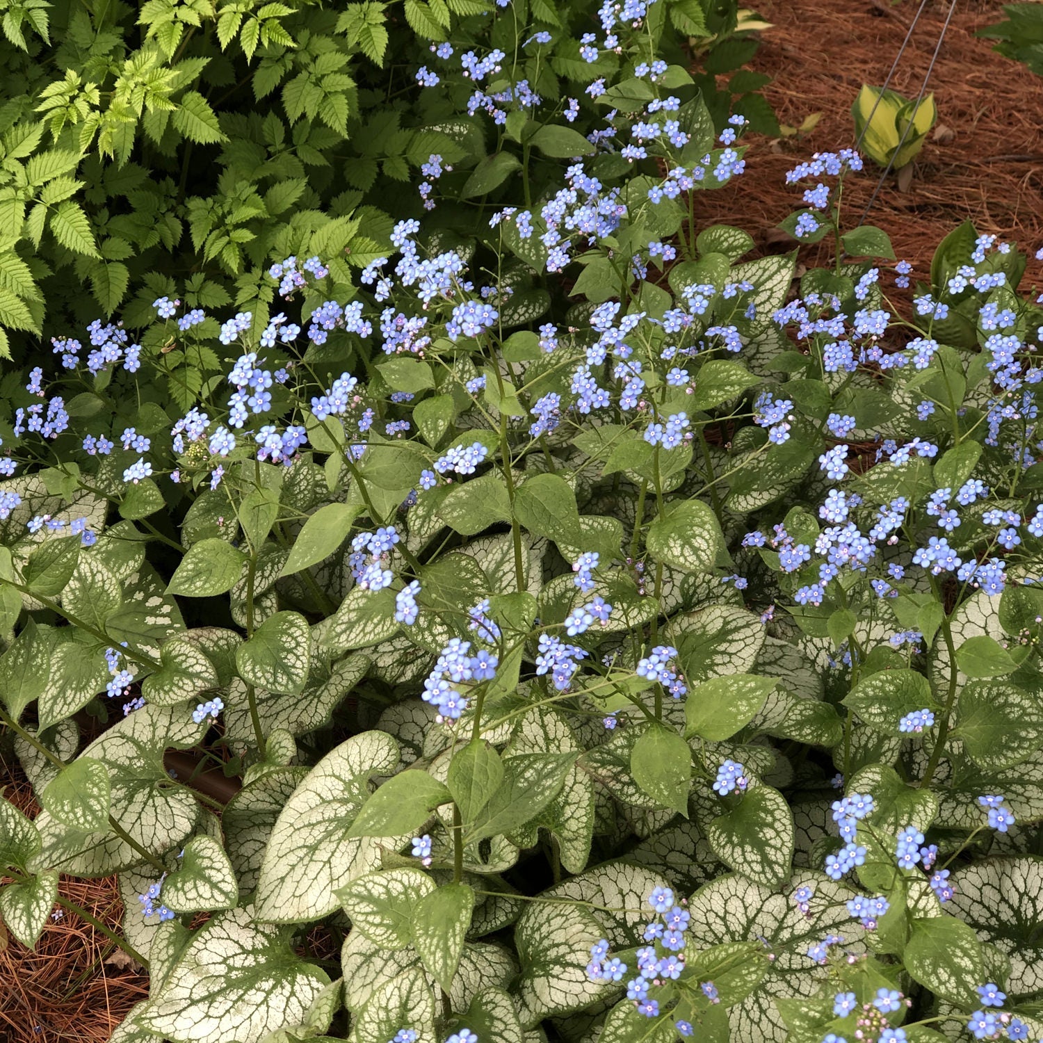 Proven Selections Jack Frost Siberian Bugloss - Thumbnail 4