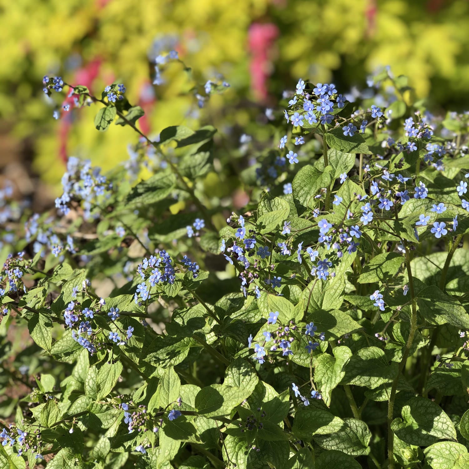 Proven Selections Jack Frost Siberian Bugloss - Thumbnail 2