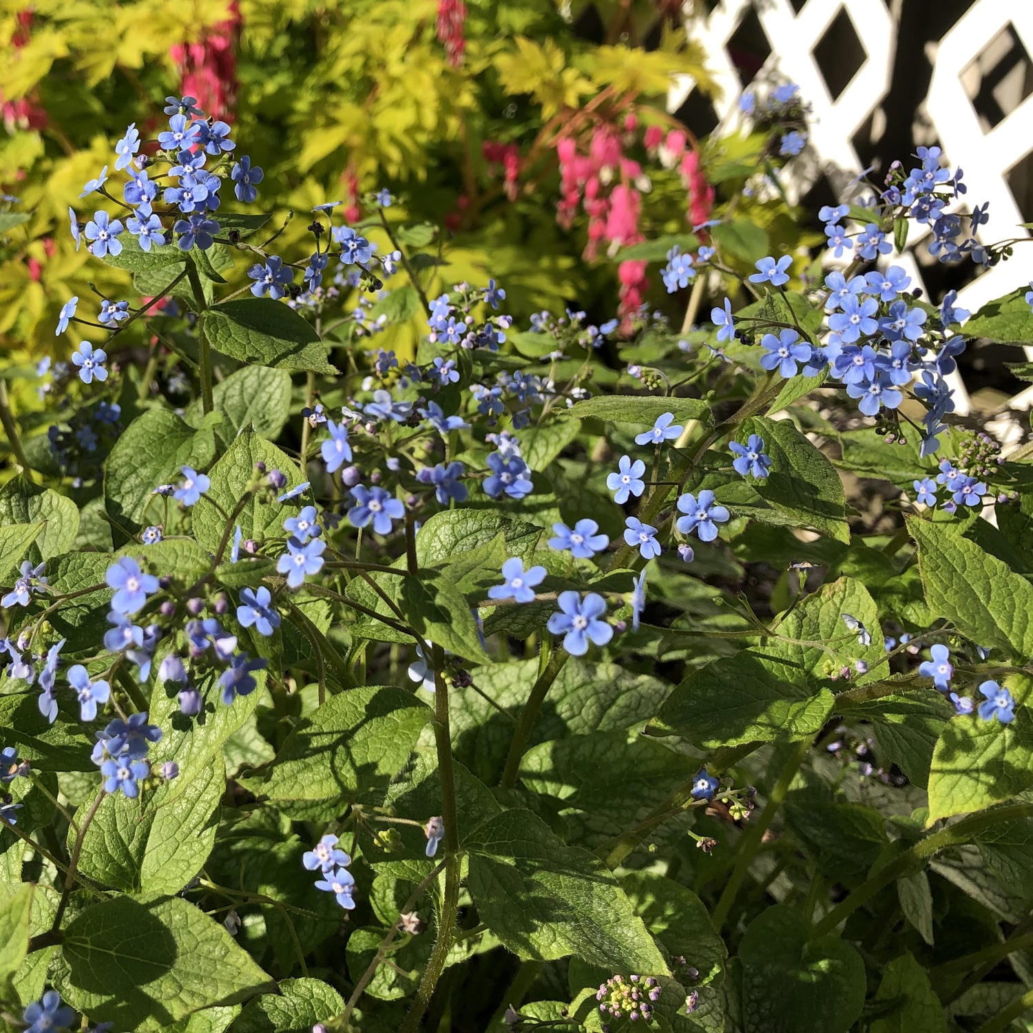 Proven Selections Jack Frost Siberian Bugloss - Thumbnail 3