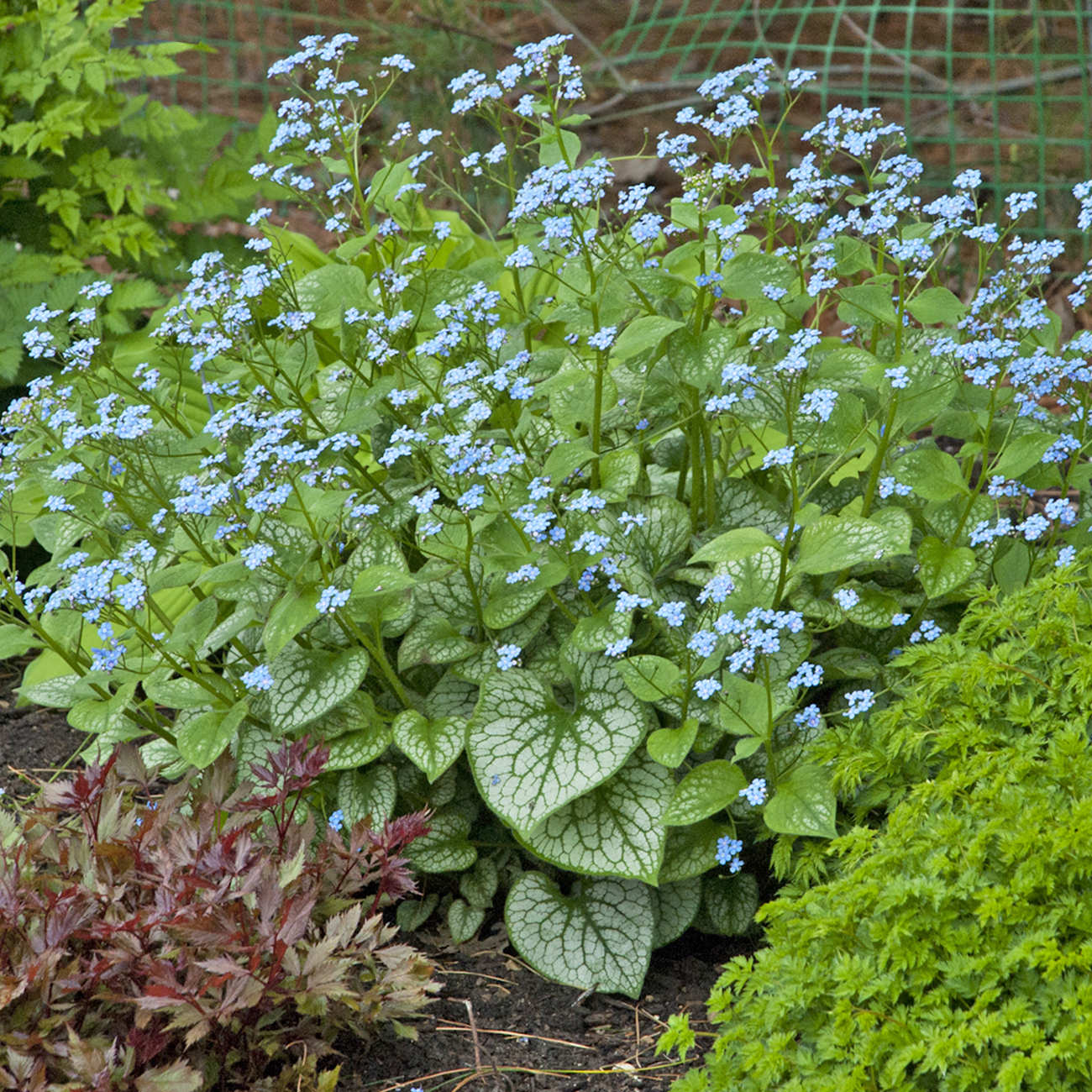 Proven Selections Jack Frost Siberian Bugloss - Thumbnail 5