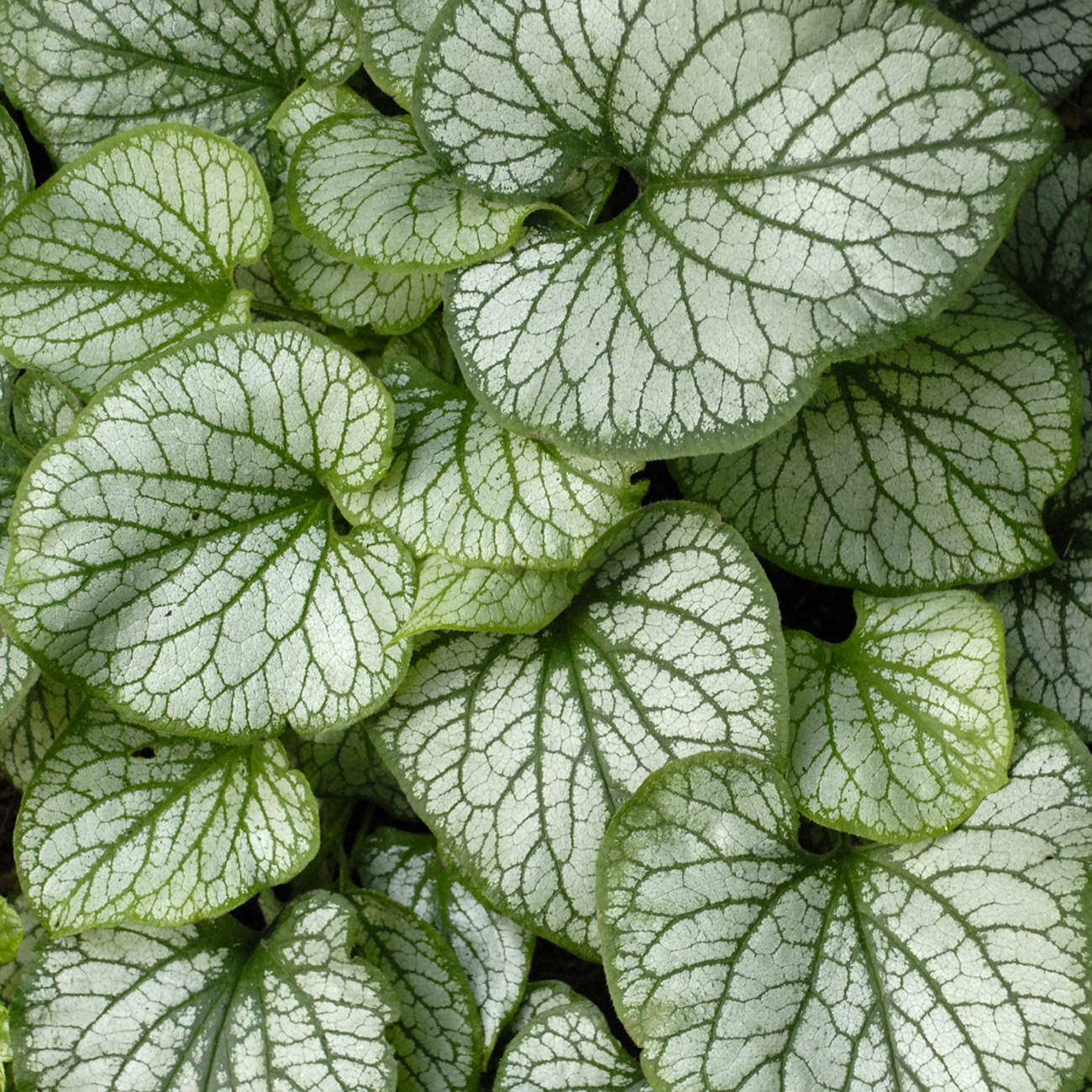 Proven Selections Jack Frost Siberian Bugloss