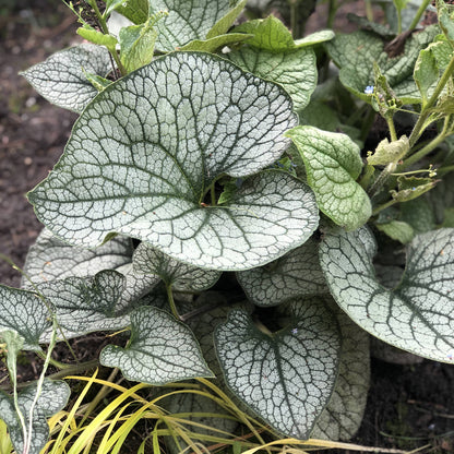 Queen of Hearts' Siberian Bugloss (Brunnera) - Photo Property of Garden Crossings LLC