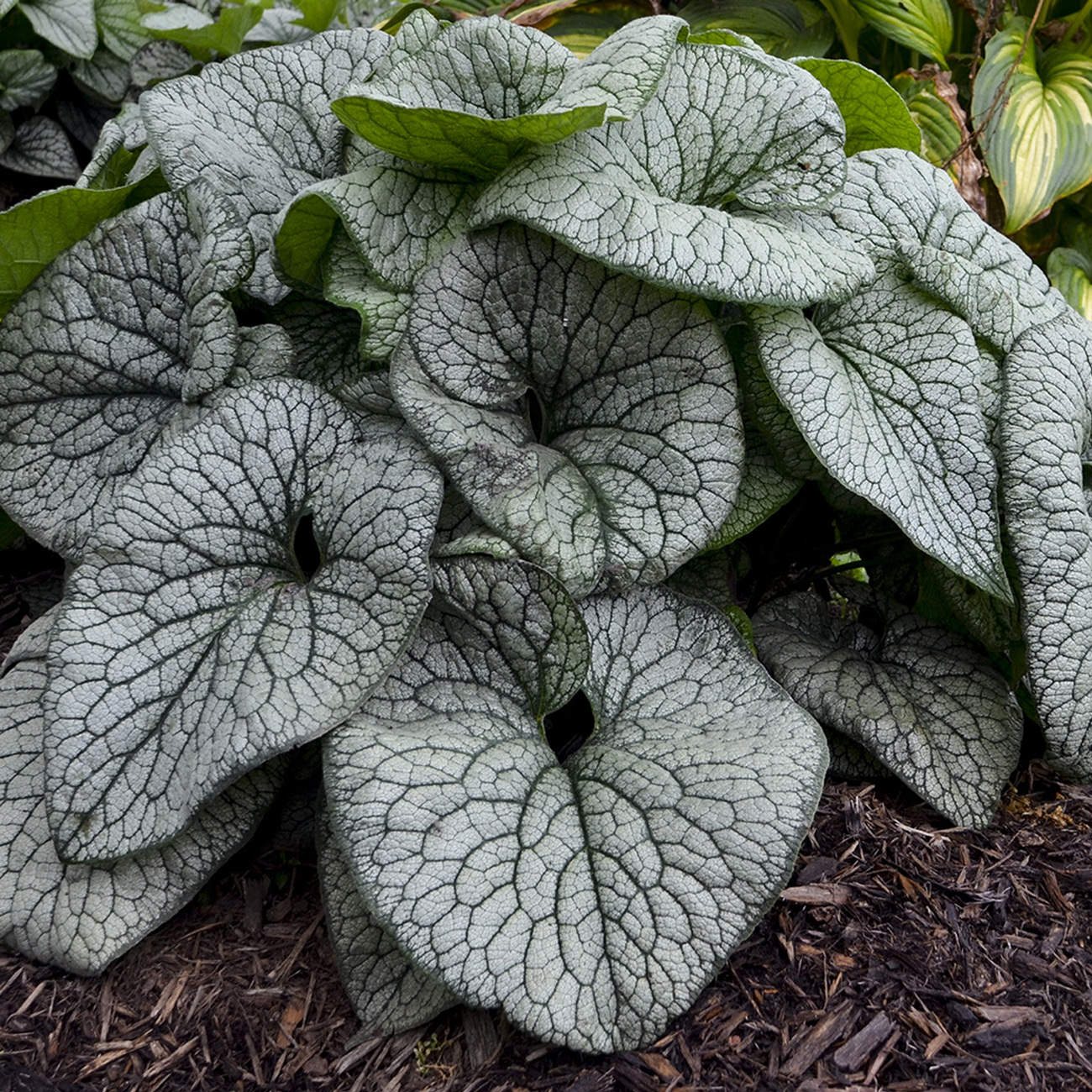 Queen of Hearts' Siberian Bugloss (Brunnera) - Photo Courtesy of Proven Winners, Inc.