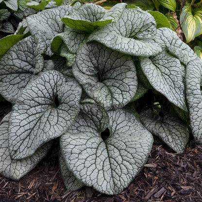 Queen of Hearts' Siberian Bugloss (Brunnera) - Photo Courtesy of Proven Winners, Inc.
