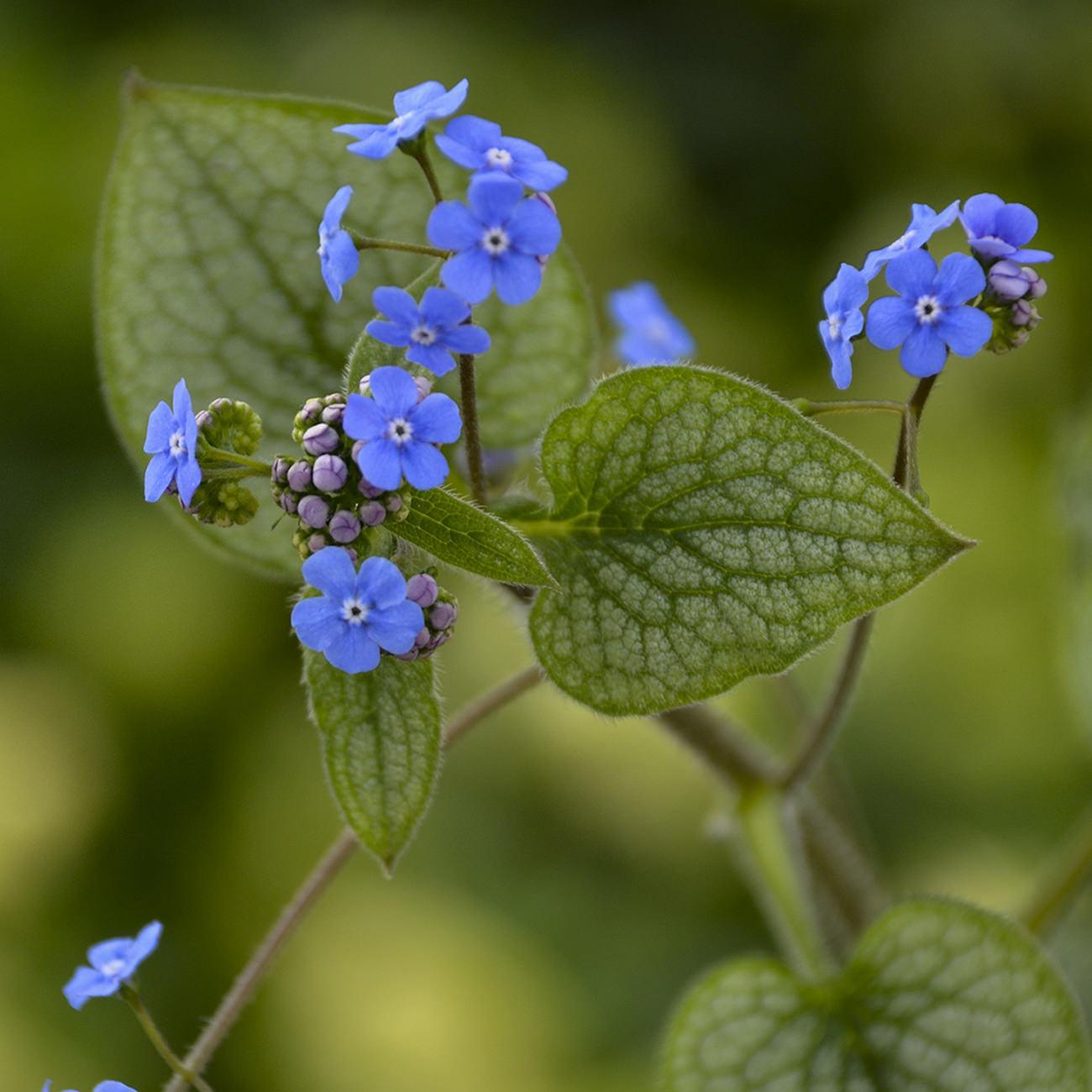 Queen of Hearts' Siberian Bugloss (Brunnera) - Photo Courtesy of Proven Winners, Inc.