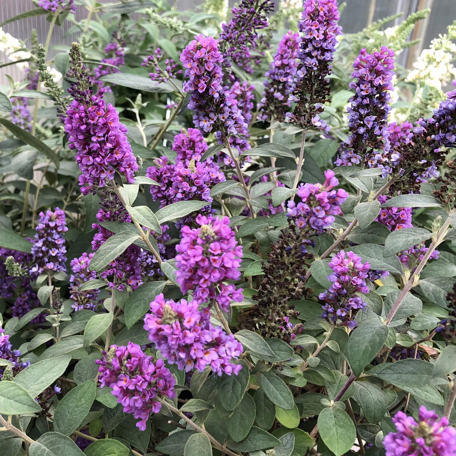 Lo & Behold® 'Blue Chip Jr.' Butterfly Bush (Buddleia) - Photo Property of Garden Crossings LLC