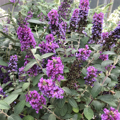 Lo & Behold® 'Blue Chip Jr.' Butterfly Bush (Buddleia) - Photo Property of Garden Crossings LLC