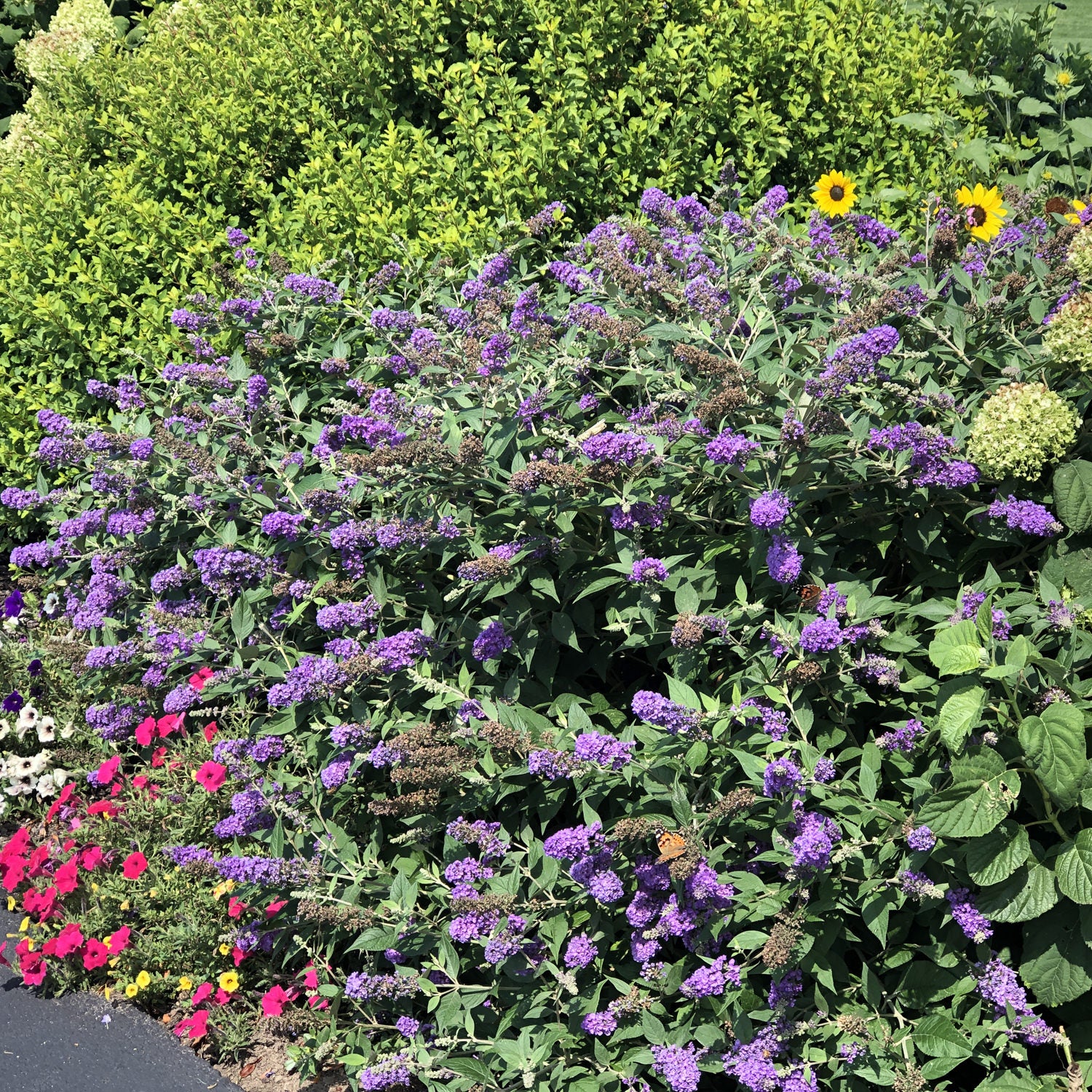 Lo & Behold® 'Blue Chip Jr.' Butterfly Bush (Buddleia) - Photo Property of Garden Crossings LLC