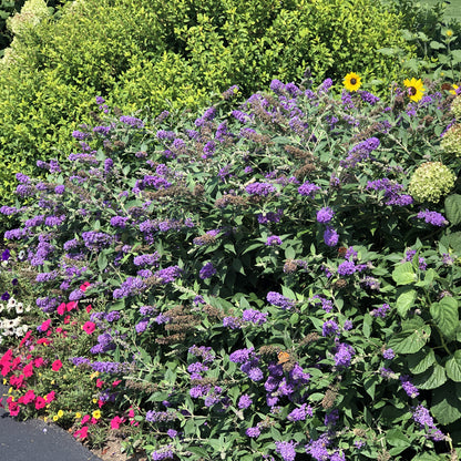 Lo & Behold® 'Blue Chip Jr.' Butterfly Bush (Buddleia) - Photo Property of Garden Crossings LLC