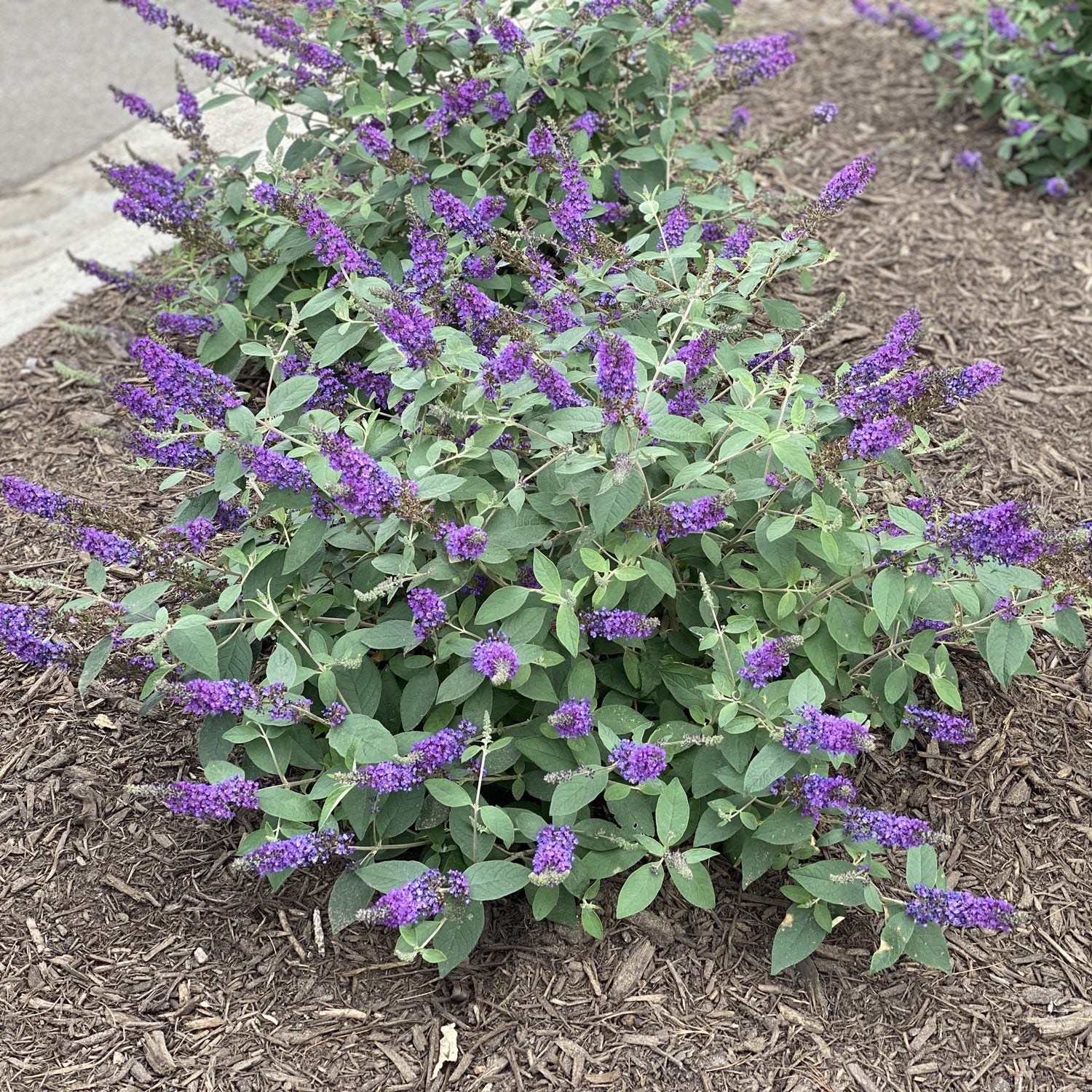 Lo & Behold® 'Blue Chip Jr.' Butterfly Bush (Buddleia) - Photo Property of Garden Crossings LLC