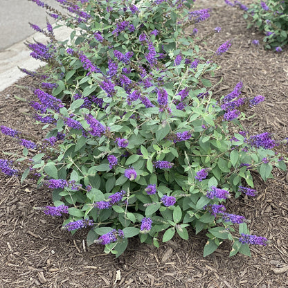 Lo & Behold® 'Blue Chip Jr.' Butterfly Bush (Buddleia) - Photo Property of Garden Crossings LLC