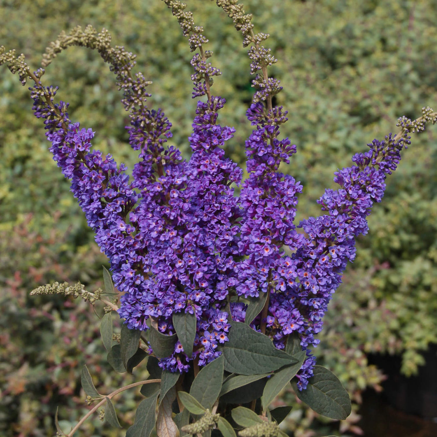 Lo & Behold® 'Blue Chip Jr.' Butterfly Bush (Buddleia) - Photo Courtesy of Proven Winners, Inc.