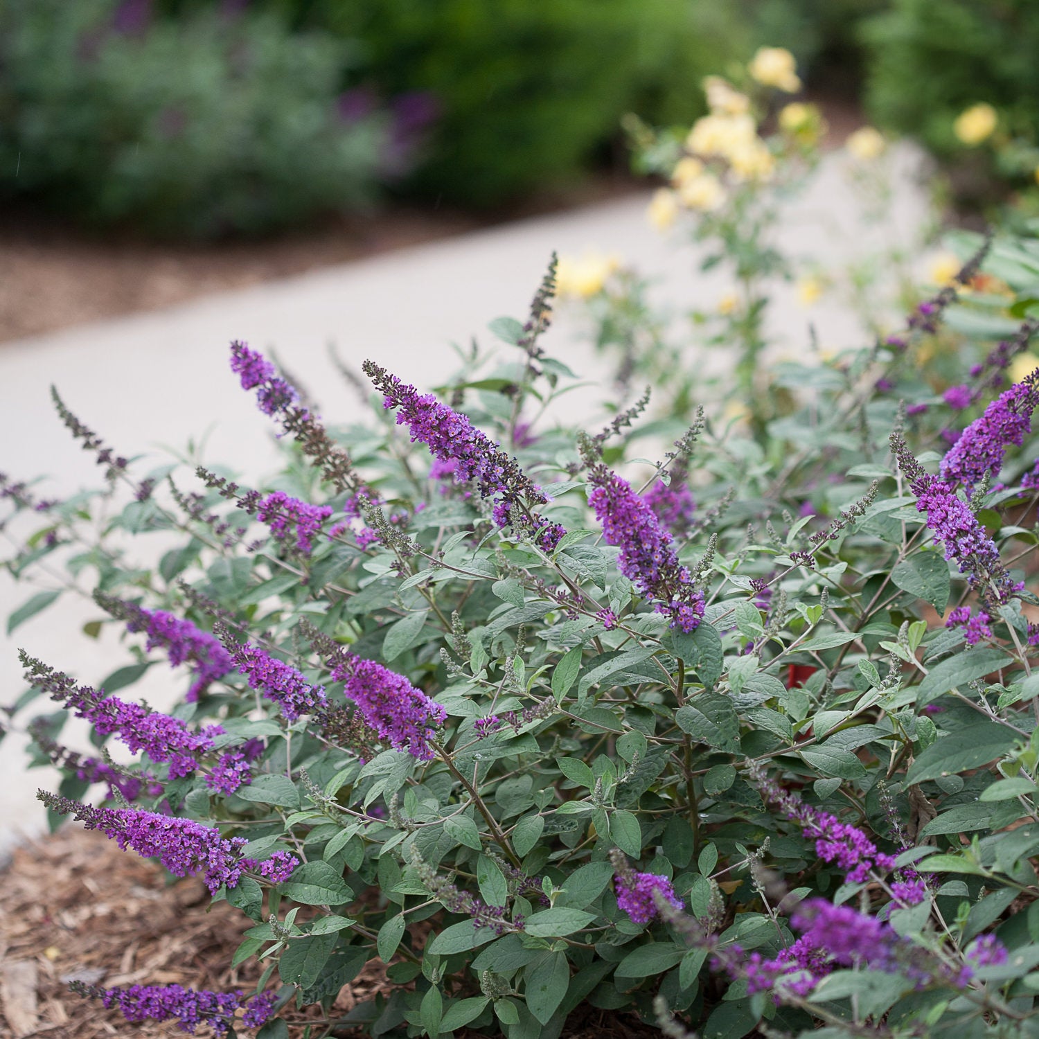 Lo & Behold® 'Blue Chip Jr.' Butterfly Bush (Buddleia) - Photo Courtesy of Proven Winners, Inc.