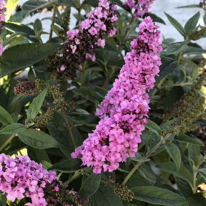 Lo & Behold® 'Pink Micro Chip' Butterfly Bush (Buddleia) - Photo Property of Garden Crossings LLC