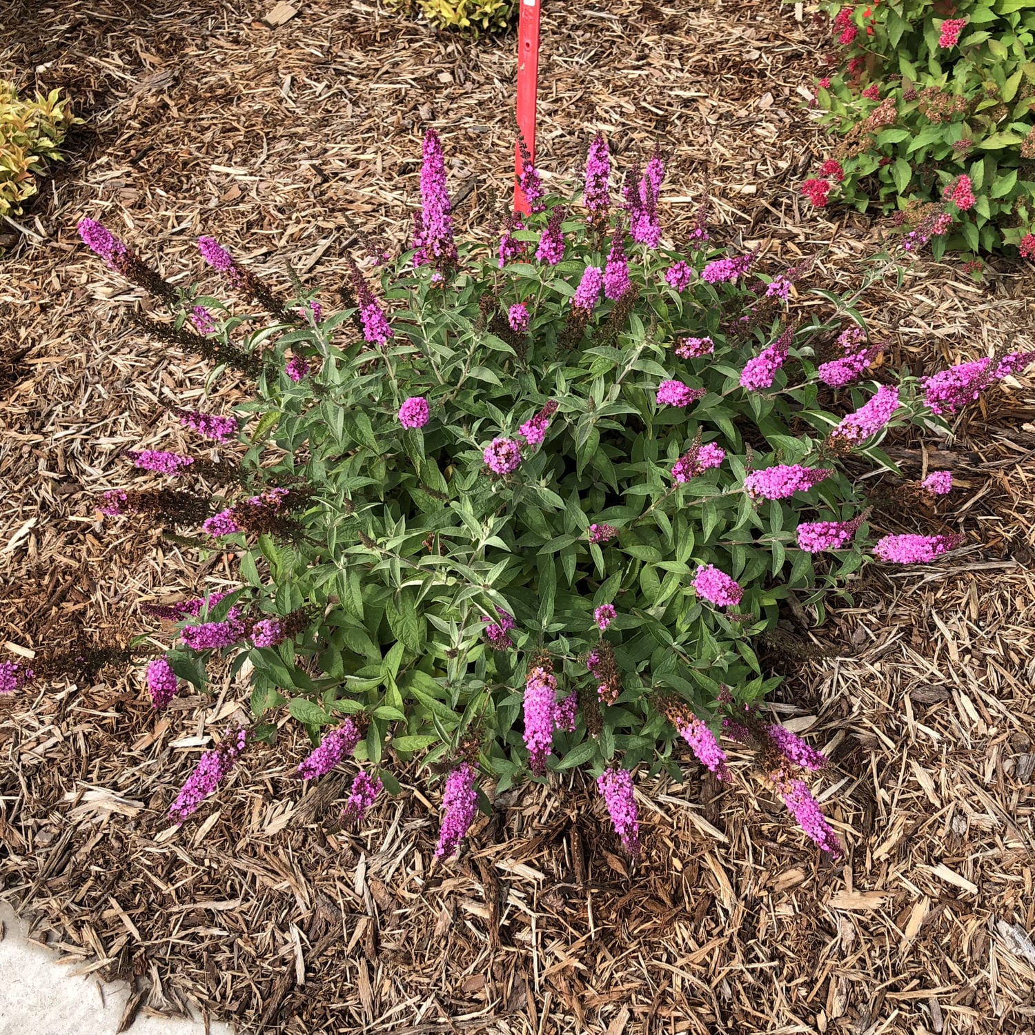 Lo & Behold® 'Pink Micro Chip' Butterfly Bush (Buddleia) - Photo Property of Garden Crossings LLC