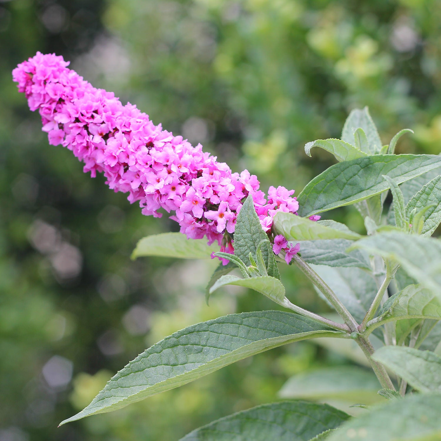 Lo & Behold® 'Pink Micro Chip' Butterfly Bush (Buddleia) - Photo Courtesy of Proven Winners, Inc.