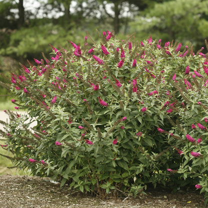 Miss Molly' Butterfly Bush (Buddleia) - Photo Courtesy of Proven Winners, Inc.