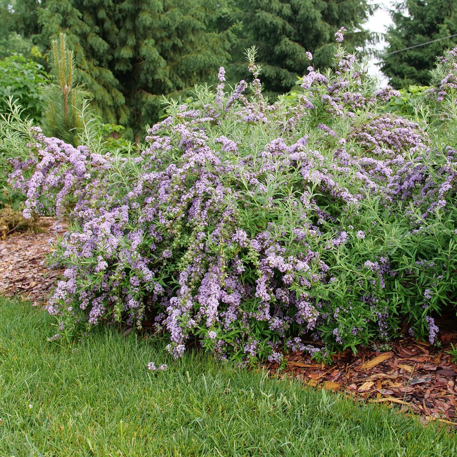 Mop Top™ Fountain Butterfly Bush (Buddleia) - Photo Courtesy of Proven Winners, Inc.