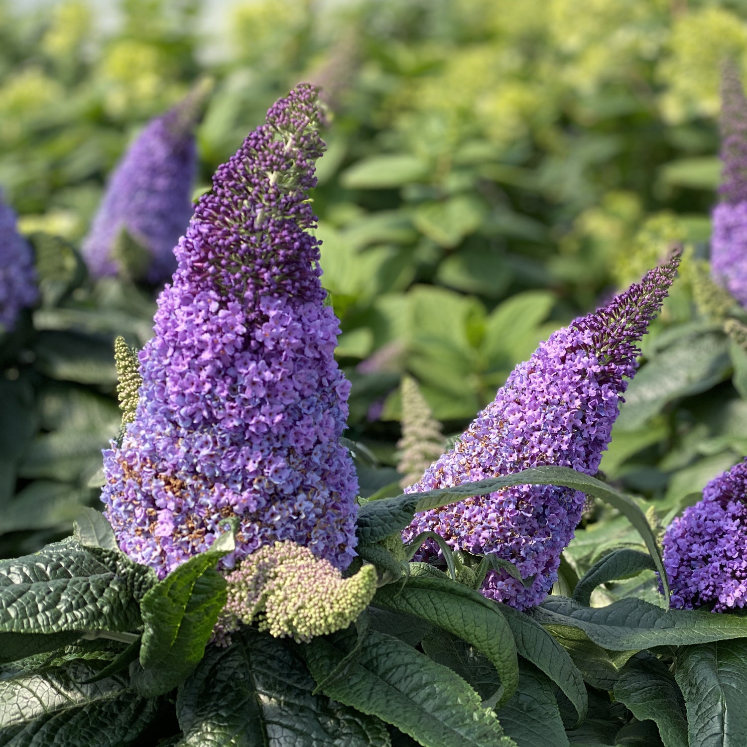Pugster® Amethyst Butterfly Bush (Buddleia) - Photo Property of Garden Crossings LLC