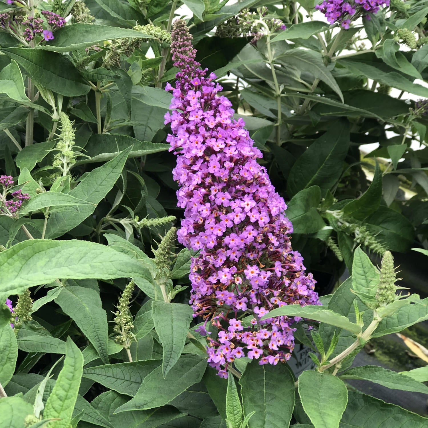 Pugster Periwinkle® Butterfly Bush (Buddleia) - Photo Property of Garden Crossings LLC