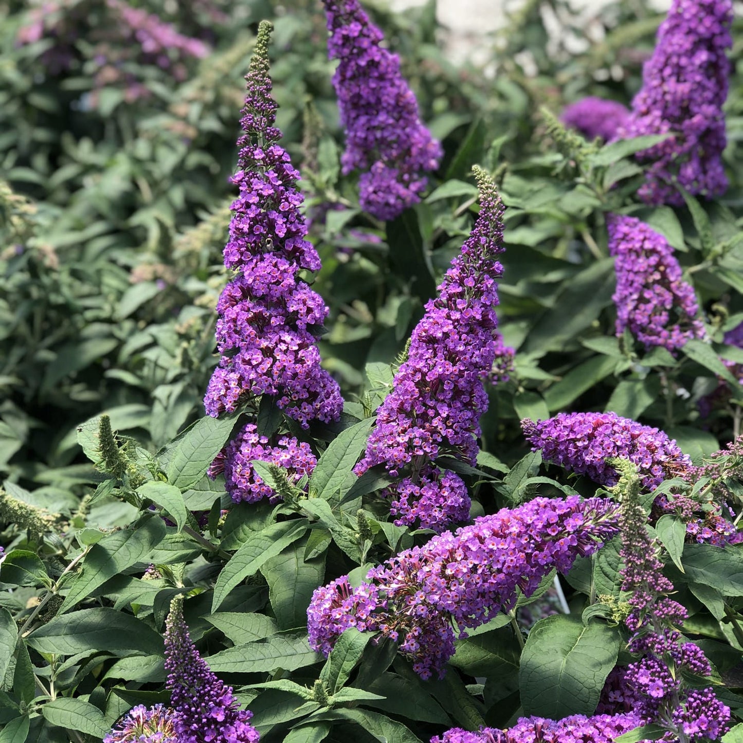 Pugster Periwinkle® Butterfly Bush (Buddleia) - Photo Property of Garden Crossings LLC
