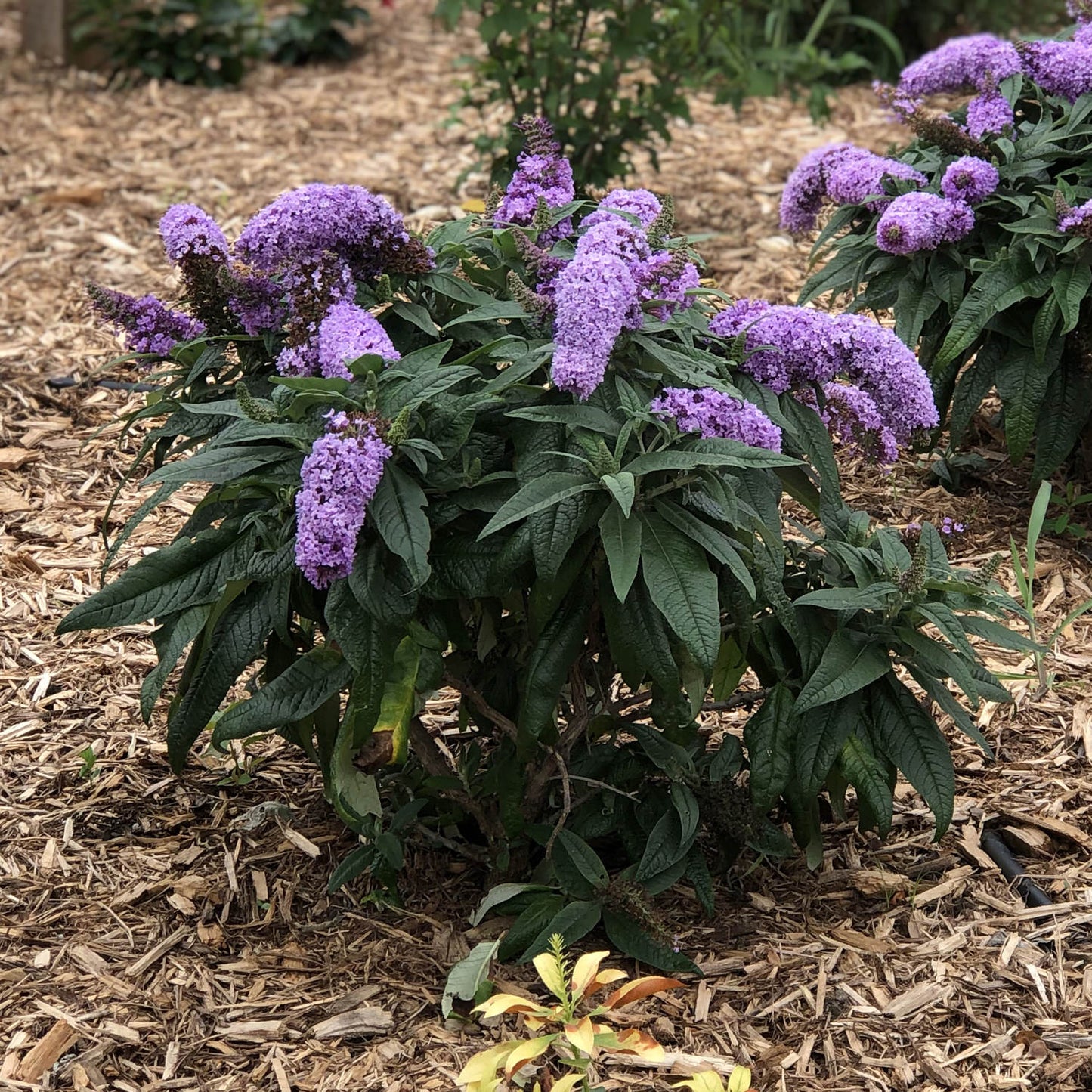 Pugster Periwinkle® Butterfly Bush (Buddleia) - Photo Property of Garden Crossings LLC