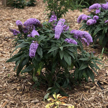Pugster Periwinkle® Butterfly Bush (Buddleia) - Photo Property of Garden Crossings LLC