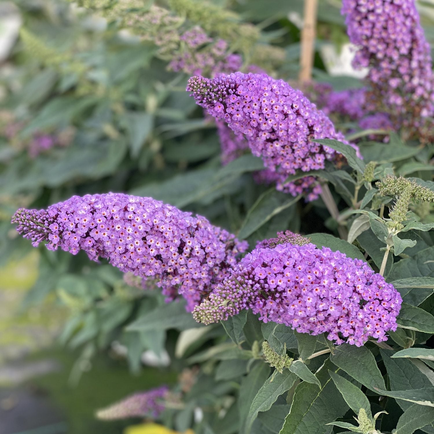Pugster Periwinkle® Butterfly Bush (Buddleia) - Photo Property of Garden Crossings LLC