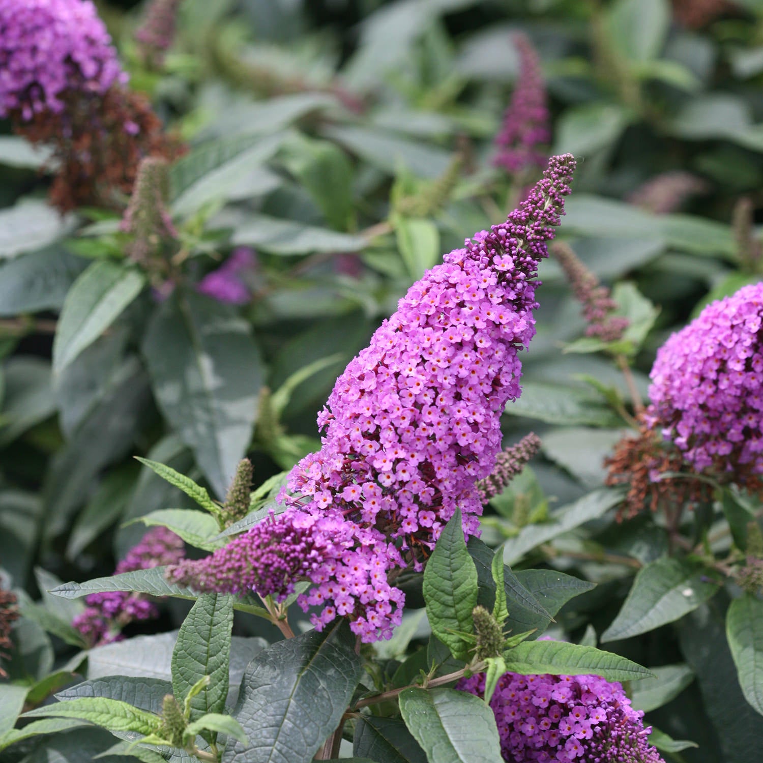 Pugster Periwinkle® Butterfly Bush (Buddleia) - Photo Courtesy of Proven Winners, Inc.