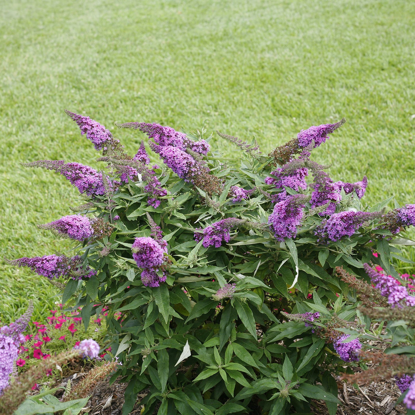 Pugster Periwinkle® Butterfly Bush (Buddleia) - Photo Courtesy of Proven Winners, Inc.