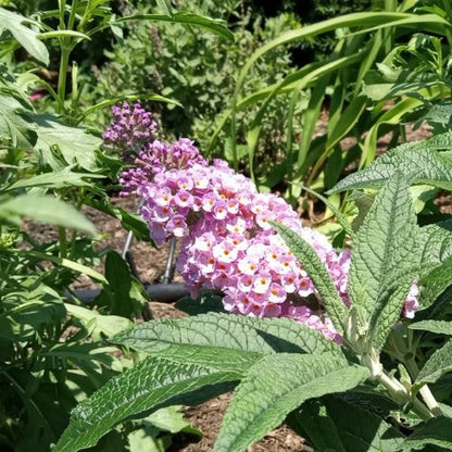 Pugster Sorbet™ Butterfly Bush (Buddleia)