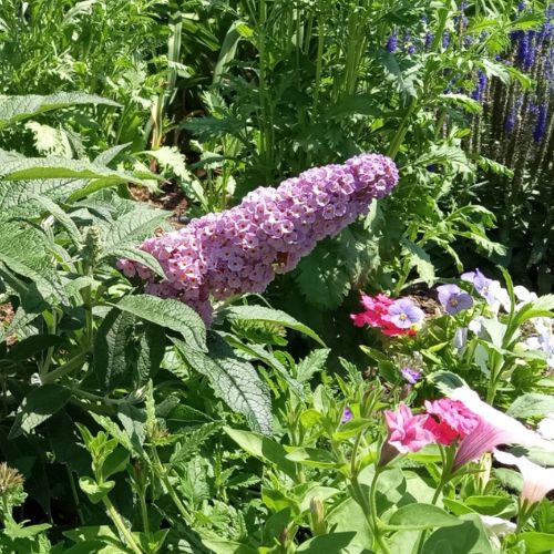 Pugster Sorbet™ Butterfly Bush (Buddleia)