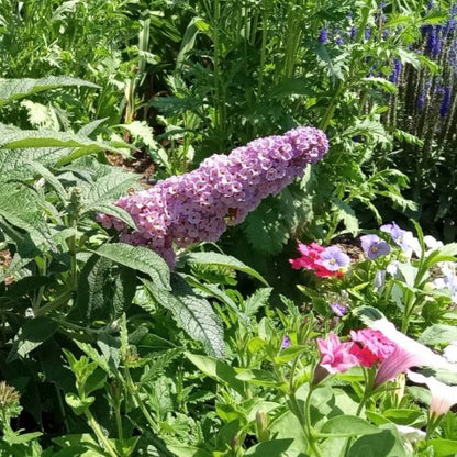 Pugster Sorbet™ Butterfly Bush (Buddleia)