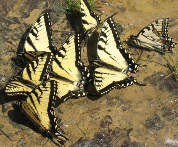 Eastern tiger swallowtails puddling in wet sand.