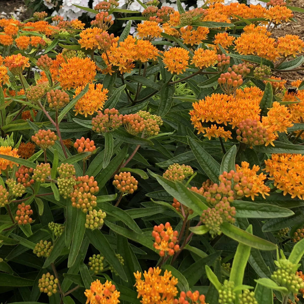a bush of orange Zone 6 butterfly weed milkweed perennials